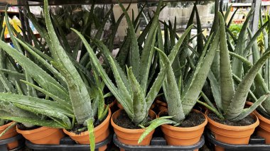 À propos de Secret d'Homme